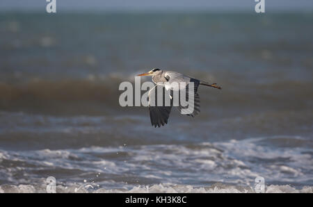 Vue latérale d'oiseaux sauvages UK héron cendré (Ardea cinerea) isolé en lutte, volant bas au-dessus de la mer, les ailes en course descendante, la position à gauche sur l'eau de l'océan. Banque D'Images