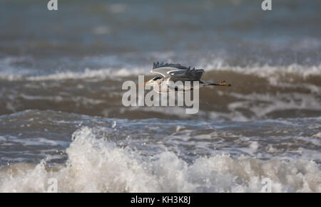 Vue latérale du wild, coastal UK héron cendré (Ardea cinerea) oiseaux isolés en vol, ailes déployées, le cou rentré, volant bas sur une mer agitée. Banque D'Images