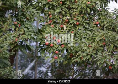 Fruits de Cornus capitata (Himalayan Srawberry Tree) Banque D'Images