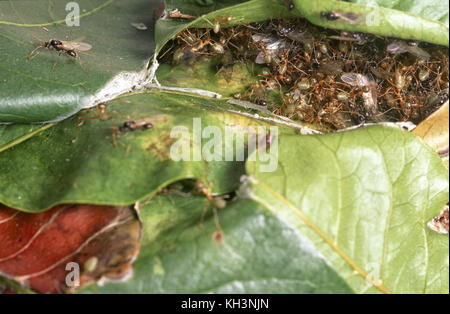 À l'intérieur d'un nid de fourmis de l'arbre vert Banque D'Images