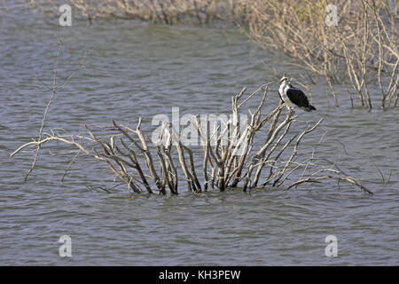 Balbuzard pêcheur Pandion haliaetus Falcon Dam State Park bas Rio Grande Valley Texas USA Banque D'Images