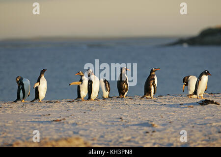 Gentoo pingouin Pygoscelis papua recueillis sur la plage près de la colonie de nidification des îles Falkland Banque D'Images