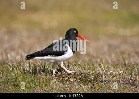 Magellanic oystercatcher Haematopus leucopodus des profils sur les herbages plus sombres des îles Falkland Island Banque D'Images