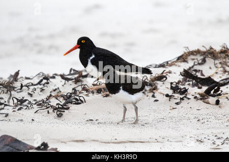 Magellanic oystercatcher Haematopus leucopodus des profils et des poussins sur une plage de l'Île Saunders Malouines territoire britannique d'outre-mer en novembre 2016 Banque D'Images