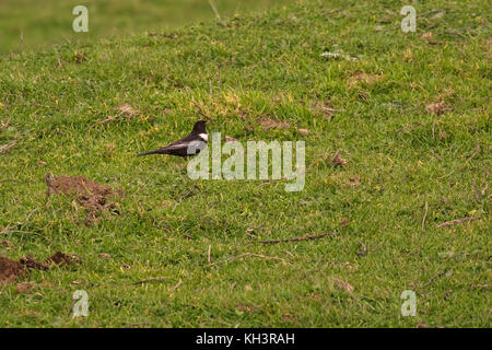 Ring ouzel Turdus torquatus sur Foia prairie près de Monchique Algarve Portugal Février 2017 Banque D'Images