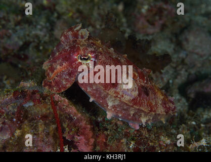 Sepia latimanus ou broadclub la seiche, trouver une pose à malapascua, Cebu, aux Philippines. Banque D'Images