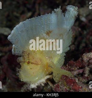 Cette taenianotus triacanthus, également connu sous le nom de la feuille ou rascasses poissons papier, a été photographié à Moalboal, Cebu, Philippines Banque D'Images