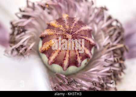 Papaver Oriental, pavot blanc close up, Shepperton, Surrey, Banque D'Images