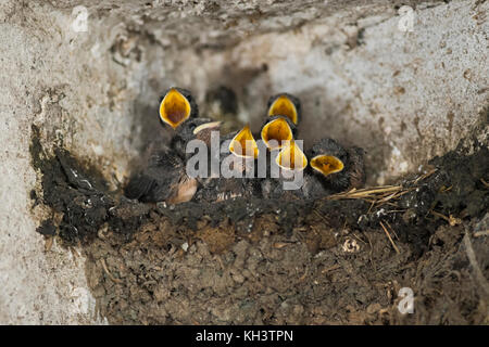 L'Hirondelle rustique Hirundo rustica / Rauchschwalben ( ), sept jeunes poussins dans un nid, mendier de la nourriture, de larges becs, jaune ouvert a l'air drôle, wildilfe, E Banque D'Images