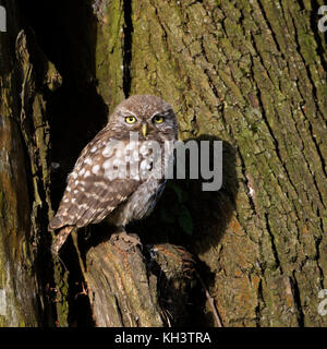 Petit hibou / Steinkauz ( Athene noctua ), perché dans un vieux saule, regardant curieux, première lumière du matin, la lumière du soleil, de la faune, de l'Europe. Banque D'Images