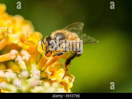 Un plan macro sur une abeille la collecte du pollen d'un arbre aux papillons jaune. Banque D'Images