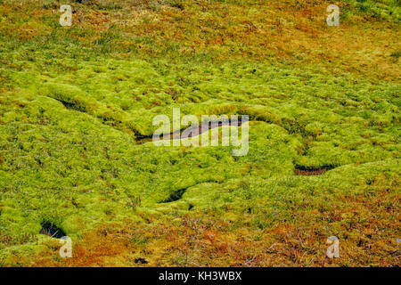 Mousse verte en Islande avec de la glace Banque D'Images