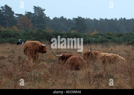 Les vaches Highland dans champ d'automne dans la flotte, Hampshire, Royaume-Uni Banque D'Images