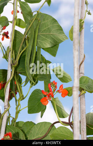 Fleurs rouge écarlate, et les gousses de haricot vert foncé avec des feuilles sur les plantes légumineuses grandissant des cannes de bambou Banque D'Images