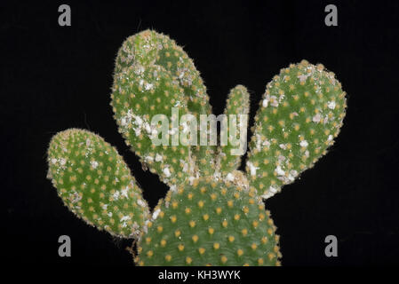Cochenille pseudococcus glasshouse, pyrrhalta, infestant les souches gonflée d'un bunny-oreilles Cactus, Opuntia microdasys, Banque D'Images