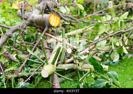 Bois de houx (Ilex aquifolium) branches sur une pelouse Banque D'Images