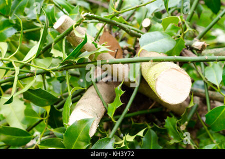 Bois de houx (Ilex aquifolium) Branches sur une pelouse Banque D'Images