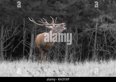 Portrait de majestic red deer stag adultes puissants dans l'environnement naturel. la photographie en noir et blanc avec la couleur deer Banque D'Images