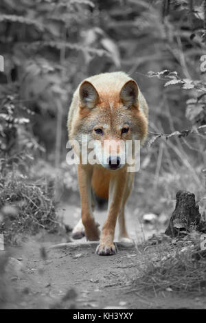 Le loup chasse dans la forêt. La photographie en noir et blanc avec la couleur wolf Banque D'Images