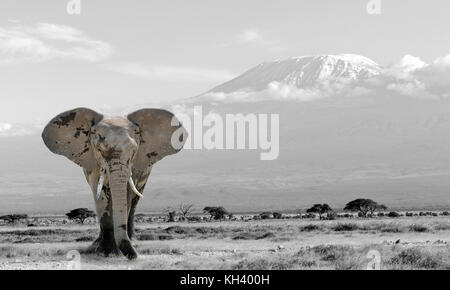 Dans le parc national des éléphants au Kenya. la photographie noir et blanc avec l'éléphant de couleur Banque D'Images