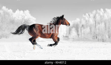 L'exécute sur le champ au galop d'hiver. la photographie en noir et blanc avec la couleur horse Banque D'Images