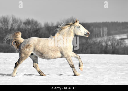 L'exécute sur le champ au galop d'hiver. la photographie en noir et blanc avec la couleur horse Banque D'Images