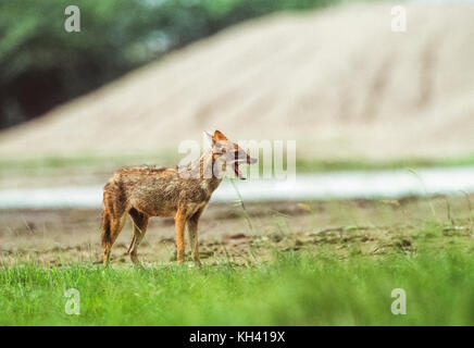 Indian jackal, Canis aureus indicus, parc national de Keoladeo ghana, bharatpur, Rajasthan, Inde Banque D'Images