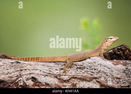 Jeune moniteur du Bengale indien commun ou moniteur, (Varanus bengalensis), dans l'habitat, le parc national de Keoladeo Ghana, Bharatpur, Rajasthan, Inde Banque D'Images