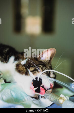 Chat domestique Felis silvestris catus,(ou Felis catus), sous anesthésie avant l'opération, la Croix Bleue Animal Hospital, Londres, Royaume-Uni Banque D'Images
