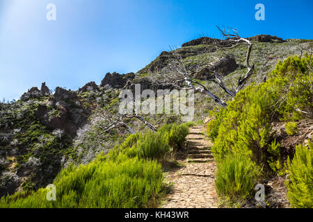 Arbres blancs endommagés par le feu le long de la route de randonnée de Pico do Arieiro à Pico Ruivo, Madère, Portugal Banque D'Images