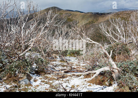 La neige sur le mont Hotham à la fin du printemps. La fin des averses de chatoiement le paysage Banque D'Images