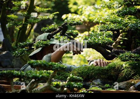 Travailleur de travailler sur l'arbre à jour parc de Ho chi minh ville, Viet Nam, coupe homme asiatique de bonsai Banque D'Images