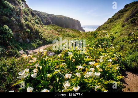 Les zantedeschias fleurir dans le garrapate , state park, côte de Big Sur, en Californie Banque D'Images