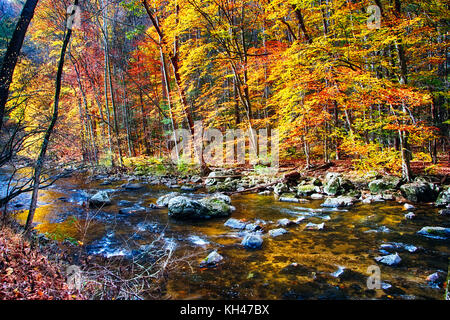 La rivière noire qui coule à travers forêt d'automne, New York, New Jersey Banque D'Images