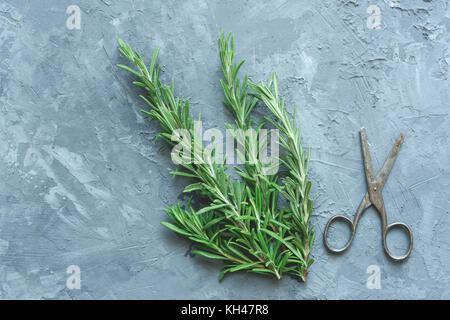 Romarin frais et vieux skissors bleu sur fond de béton. Haut afficher, copier du texte pour l'espace Banque D'Images