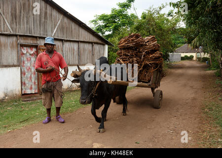 Nosy Be, Madagascar - Novembre 3,2016 agriculteur malgache équitation charrette à Nosy Be. charrettes à bœuf sont largement utilisés dans les zones rurales. Madagascar Nosy Be, madagasc Banque D'Images