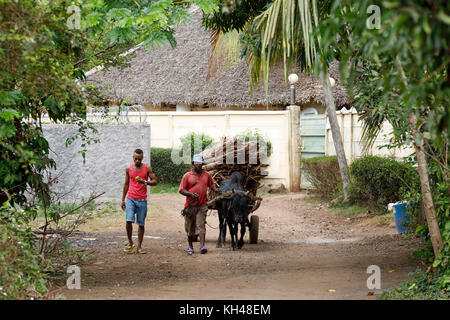 Nosy Be, Madagascar - Novembre 3,2016 agriculteur malgache équitation charrette à Nosy Be. charrettes à bœuf sont largement utilisés dans les zones rurales. Madagascar Nosy Be, madagasc Banque D'Images