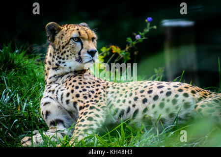 De l'homme Soudan Guépard (Acinonyx jubatus soemmeringii) dans l'herbe Banque D'Images