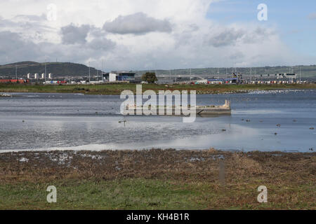 La RSPB réserve au port de Belfast, Belfast, Irlande du Nord. Banque D'Images