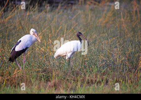 Ouvrir Bill Stork, Anastomus oscitante et Ibis, Tête Noire Tadoba Andhari Tiger Reserve, Maharashtra, Inde Banque D'Images