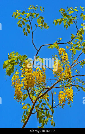 Douche golden tree, Inde, Asie Banque D'Images