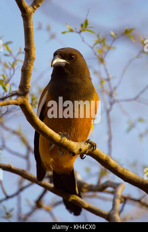 Dendrocitta vagabunda treepie, roux, la réserve de tigres de ranthambhore, Rajasthan, Inde Banque D'Images