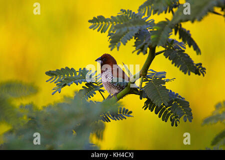 Poitrine écailleuse, munia Lonchura punctulata, Hampi, Karnataka, Inde Banque D'Images