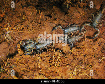 Les juvéniles de l'Empereur Scorpion, Pandinus imperator, Satara, Maharashtra, Inde Banque D'Images