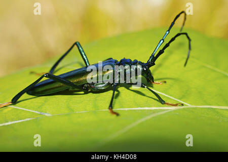 Longhorn beetle, cerambycidae, parc national Corbett, uttarakhand, Inde Banque D'Images