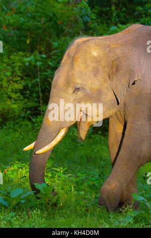 L'éléphant d'Asie, Elephas maximus, la réserve de tigres de nagarhole, Karnataka, Inde Banque D'Images