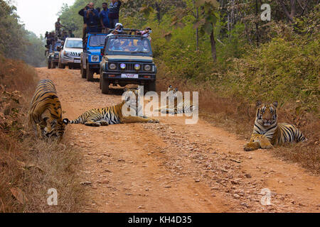 Tiger- chandi oursons, Panthera tigris, umred-karhandla sanctuaire, Maharashtra, Inde Banque D'Images