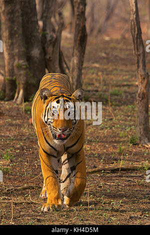 Tiger- pacman, Panthera tigris, ranthambhore tiger reserve, Rajasthan, Inde Banque D'Images