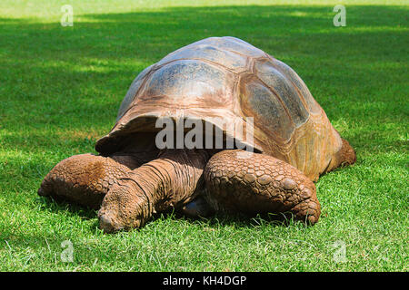 Tortue géante des Galapagos, chelonoidis nigra, Kenya, Africa Banque D'Images