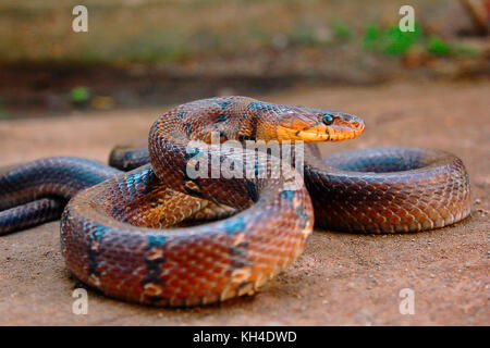 Bibelots, montagnarde, monticollaris mulshi coelognathus helena, Pune, Maharashtra, Inde Banque D'Images